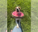 Small Photo #5 Jack Chi Puppy For Sale in Mundelein, IL, USA