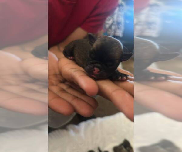 Medium Photo #4 Pug Puppy For Sale in SELFRIDGE ANGB, MI, USA