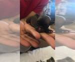 Small #3 Pug