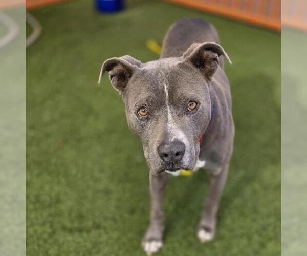 Medium Photo #2 Mutt Puppy For Sale in Las Vegas, NV, USA