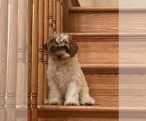 Cavapoo Puppy for sale in MONROE TOWNSHIP, NJ, USA
