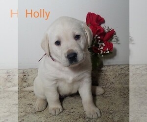 Labrador Retriever Puppy for sale in CATO, NY, USA