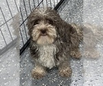 Small Photo #1 Havapoo Puppy For Sale in GUTHRIE, KY, USA