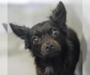 Chihuahua-Unknown Mix Dogs for adoption in San Antonio, TX, USA