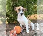 Small #3 Jack-Rat Terrier