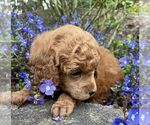 Small Photo #2 Poodle (Miniature) Puppy For Sale in KEIZER, OR, USA