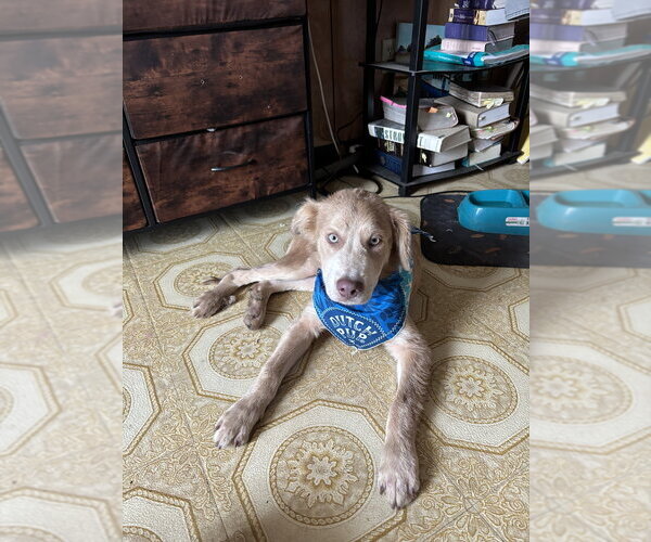 Medium Photo #2 Retriever -Unknown Mix Puppy For Sale in Brewster, NY, USA