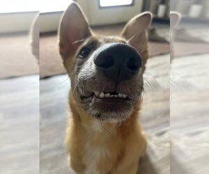 PEANUT - Male Australian Shepherd-German Shepherd Dog Mix Dog for Adoption - Photo #2
