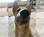 Small Photo #2 Australian Shepherd-German Shepherd Dog Mix Puppy For Sale in Chandler, AZ, USA