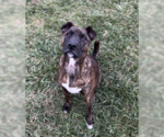 Small #2 American Pit Bull Terrier Mix