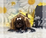Small #1 ShihPoo