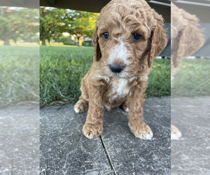 Goldendoodle Puppy for Sale in EFFINGHAM, Illinois USA