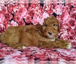 Small Photo #5 Goldendoodle-Poodle (Miniature) Mix Puppy For Sale in LEOLA, PA, USA