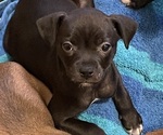 Puppy Unni Boxer-Chihuahua Mix