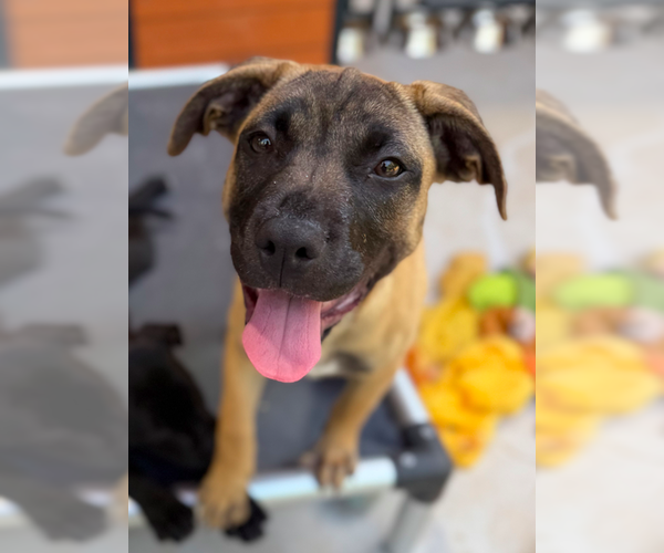 Medium Photo #12 Mutt Puppy For Sale in Decatur, GA, USA