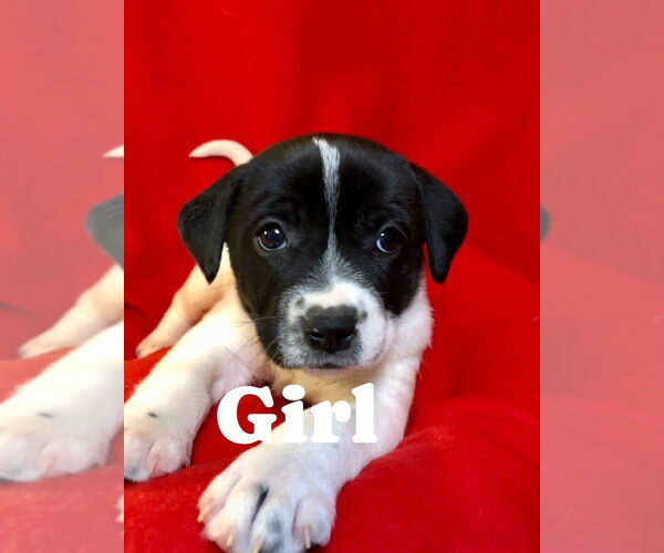 Medium Photo #4 Catahoula Leopard Dog-Unknown Mix Puppy For Sale in Hillsboro, MO, USA