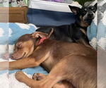 Small #2 Chihuahua Mix