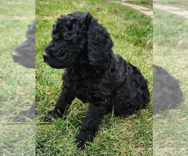 Medium Photo #9 Goldendoodle Puppy For Sale in KANSAS CITY, MO, USA