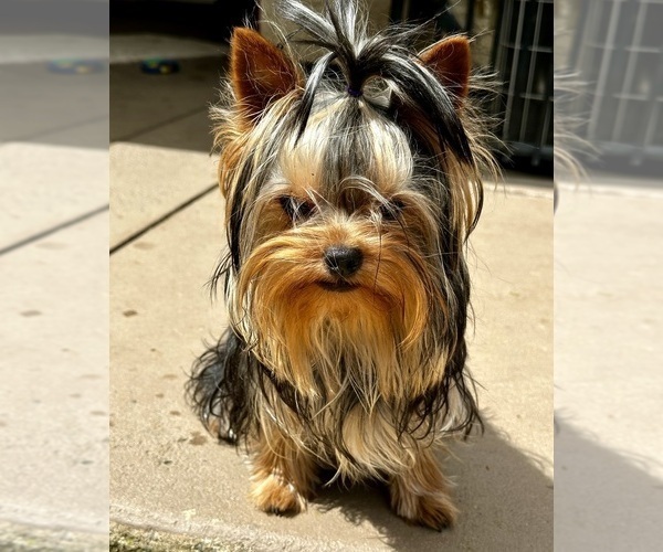 Medium Photo #1 Yorkshire Terrier Puppy For Sale in SACRAMENTO, CA, USA