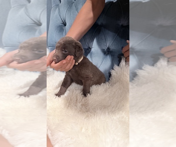 Medium Photo #4 Chesapeake Bay Retriever Puppy For Sale in GREELEY, CO, USA
