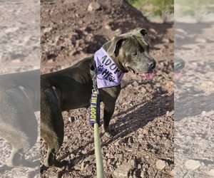 Dior - Female American Pit Bull Terrier Dog for Adoption - Photo #11