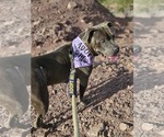 Small #10 American Pit Bull Terrier