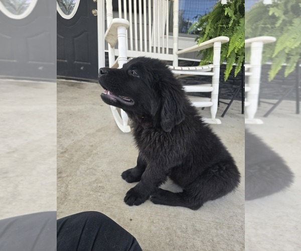 Medium Photo #3 Newfoundland Puppy For Sale in TILTON, IL, USA