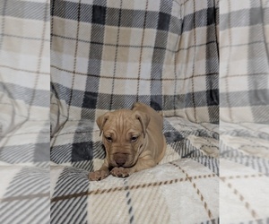 American Pit Bull Terrier Puppy for Sale in HERSEY, Michigan USA
