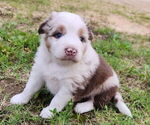 Small Australian Shepherd