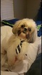 Small Photo #1 Shih Tzu Puppy For Sale in SCHERTZ, TX, USA