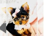 Small #1 Yorkshire Terrier