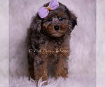 Small Photo #69 Poodle (Toy) Puppy For Sale in WARSAW, IN, USA