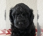 Small Photo #3 Labradoodle Puppy For Sale in CISCO, TX, USA