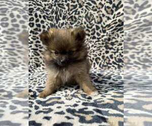 Pomeranian Puppy for sale in LANCASTER, PA, USA