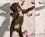 Puppy Puppy 5 YorkiePoo