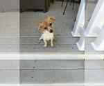 Small #5 Mutt