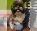 Small Photo #10 Shih Tzu Puppy For Sale in AKRON, OH, USA