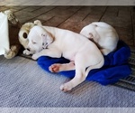 Small Photo #78 American Pit Bull Terrier-Labrador Retriever Mix Puppy For Sale in MOORESBORO, NC, USA