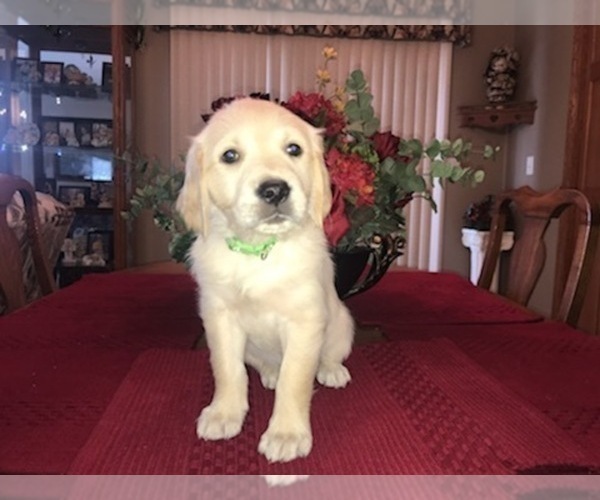 Medium Photo #5 Golden Retriever Puppy For Sale in WEBSTER CITY, IA, USA