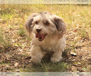Havanese Dog for Adoption in ADA, Michigan USA