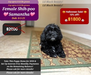 Shih-Poo Puppy for sale in TUCSON, AZ, USA
