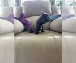 Small #6 French Bulldog
