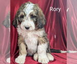 Puppy Rory Bernedoodle
