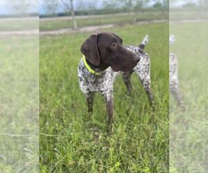 Father of the German Shorthaired Pointer puppies born on 04/01/2023