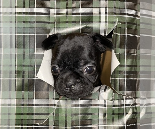 Medium Photo #4 French Bulldog Puppy For Sale in DECATUR, IL, USA