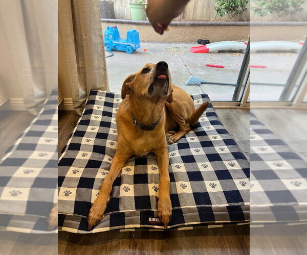 Medium Photo #8 Labrador Retriever Puppy For Sale in Lake Forest, CA, USA