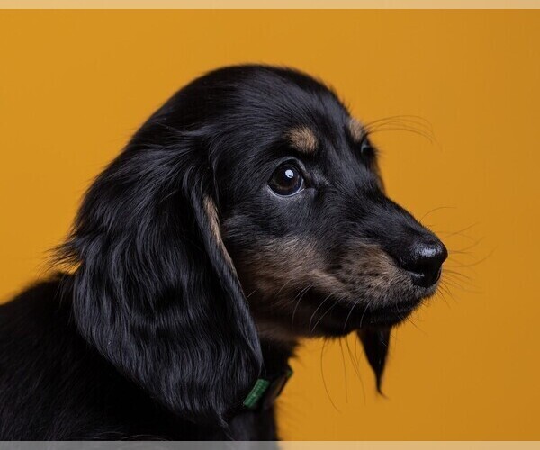 Medium Photo #58 Dachshund Puppy For Sale in CROWLEY, TX, USA