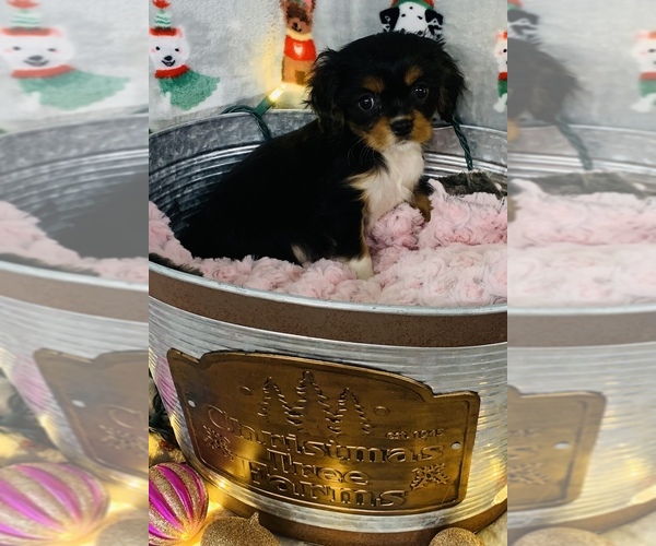 Full screen Photo #2 Cavalier King Charles Spaniel Puppy For Sale in CINCINNATI, OH, USA