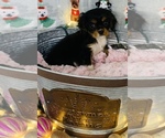 Small Photo #2 Cavalier King Charles Spaniel Puppy For Sale in CINCINNATI, OH, USA