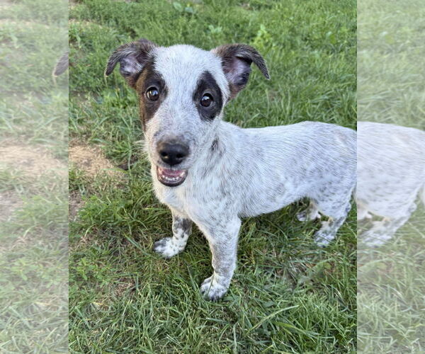 Medium Photo #7 Mutt Puppy For Sale in pomfret, CT, USA